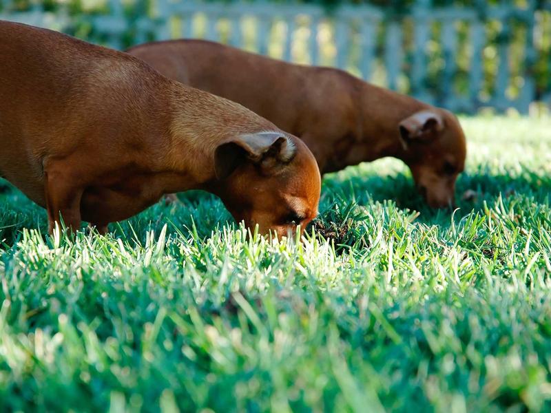 sudoku pattern recognition screenshot 5
